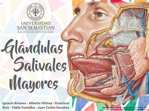 Glándulas Salivales Embriología Anatomía Y Fisiología