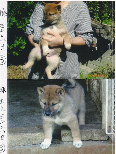 The Nihon Ken Shikoku Puppies Fall 2012