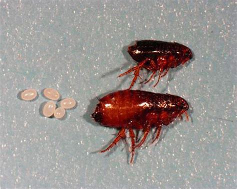 Flea Larvae And Their Photos