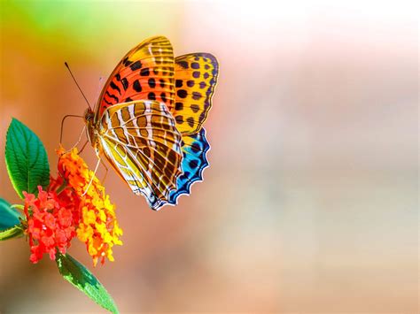 Colorful Butterfly On Flower Macro Bokeh Flowers 4k Ultra Hd Wallpaper