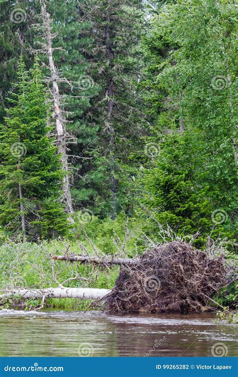 Landscape With Fallen Tree Rivers Of Krasnoyarsk Region Russia Stock