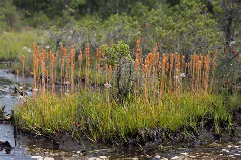 Fieldwork Bog Asphodel Brooklyn Botanic Garden