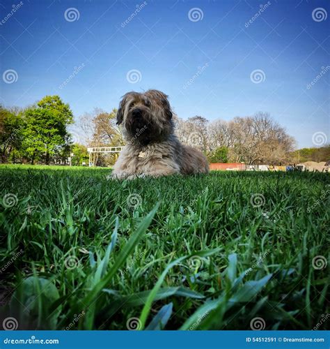 Puppy In The Park Stock Image Image Of Outside Park 54512591