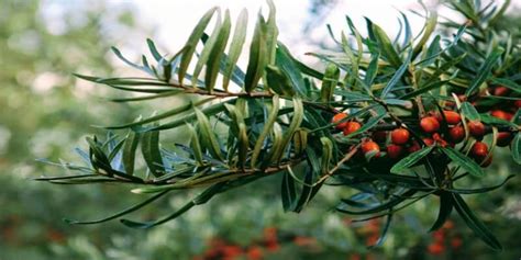 تنمو شجرة السدر في المناطق الاستوائية وعلى سواحل البحر الأبيض المتوسط وفي العديد من الدول العربية ولها رائحة. فوائد شجرة السدر في الامارات | معلومات