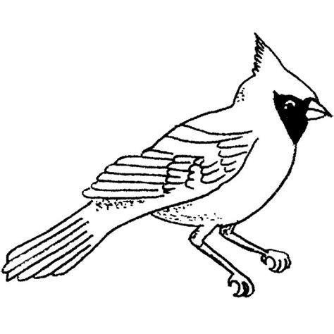 Cardinal Bird Sketch At Explore Collection Of
