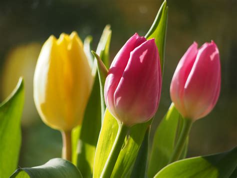 Fotos Gratis Naturaleza Flor Hoja Pétalo Florecer Tulipán