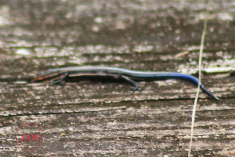 American Five Lined Skink Project Noah