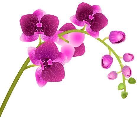 Orchid Flower Clipart Clip Art Library