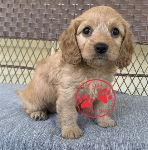 They have low shedding, a sweet, round face with floppy ears. cavapoo puppies near me for sale - Global Puppies Home