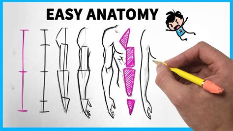Easy Anatomy How To Draw Armsanatomy Arms Draw Easy Arm Drawing