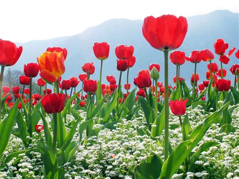 Best Flower Images Wallpapers