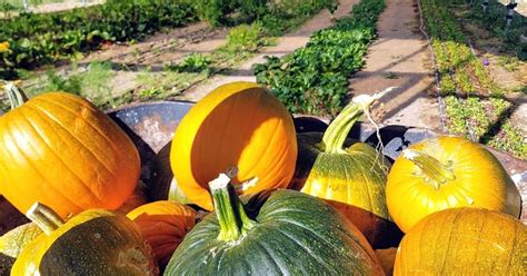 15 Best Pumpkin Patches In The Us 2020 2022