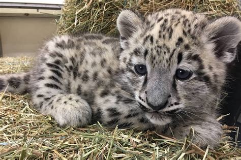 Snow Leopard Cub Dies At Toronto Zoo Surrey Now Leader