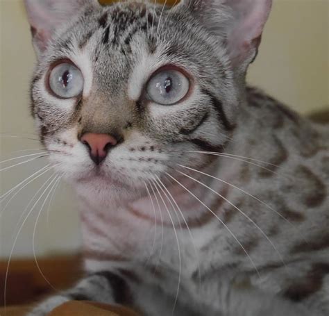 Proper bengal kitten socialization can only be done when a breeder can work with less bengal kittens at one time. KotyKatz Bengal Breeder with Bengal Kittens for sale in Ohio