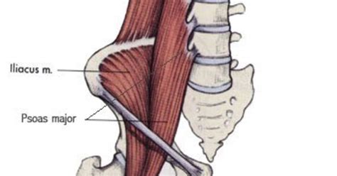 The Psoas Muscle And Low Back Pain Nu Genesis Wellness Centre