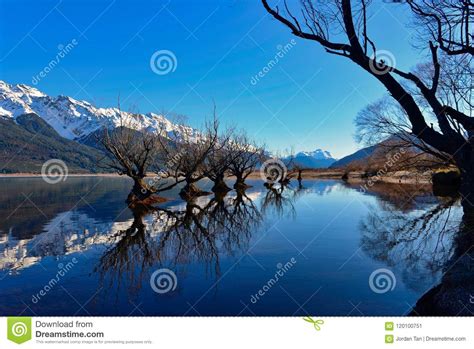 Row Of Willow Trees On Lake Wakatipu In New Zealand Stock Image Image