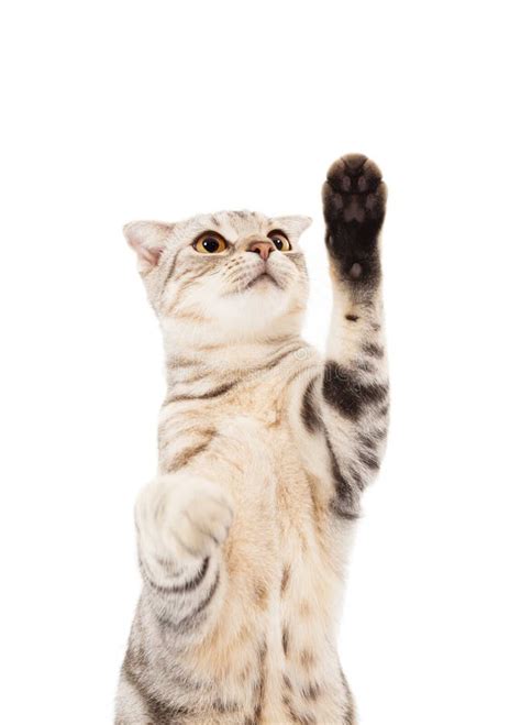 Cat Looking And Lifted Paw Stock Photos Image 35588123