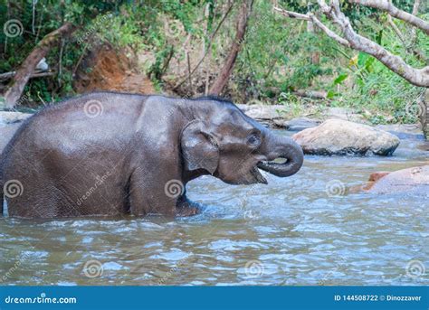 Baby Elephant Swimming In A River Stock Photo Image Of Peaceful
