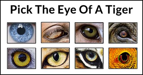 Can You Identify Which Animals Eye This Is Mydailyquizz Animals