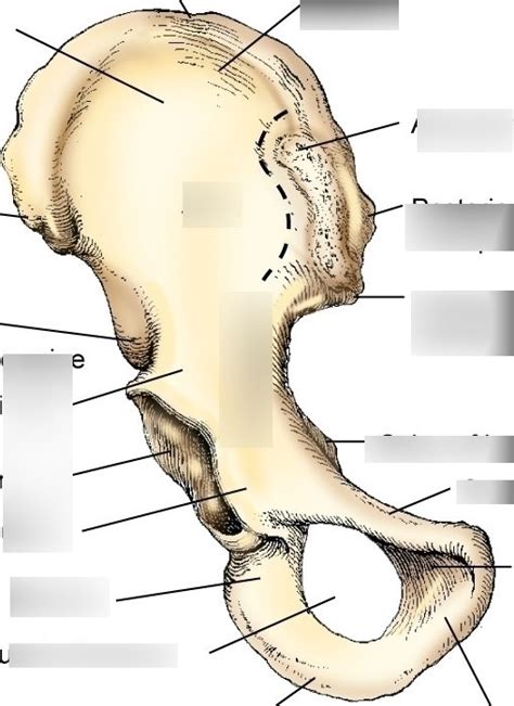 Hip Bone Merrills Diagram Diagram Quizlet