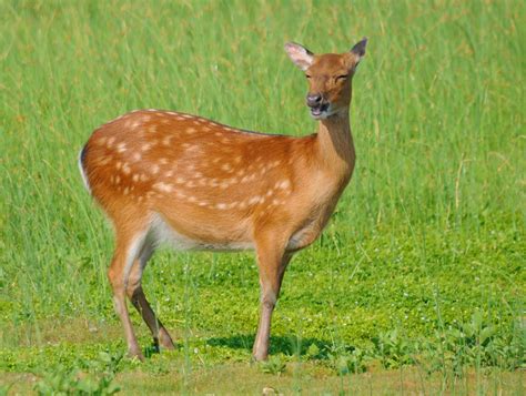 Calphotos Cervus Nippon Sika Deer