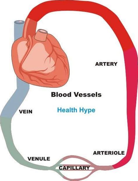 Pulmonary arteries and veins, and the vena cava. Pictures Of Blood Vessels | Healthiack