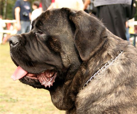 Top 10 Strongest Dogs Hubpages