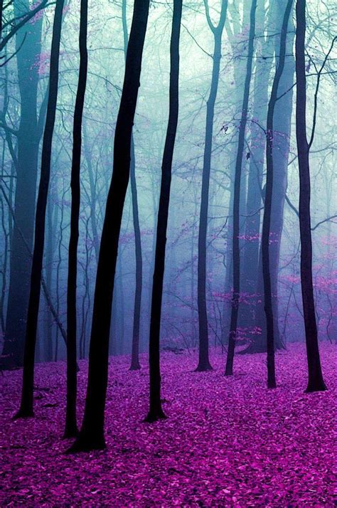 Forest Purple Beautiful World Beautiful Pictures Beautiful Places