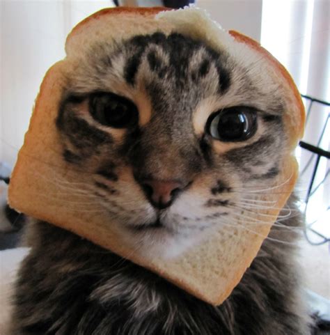 A gif of a headbanging cat is the latest popular gif meme format on the dank memes subreddit. The Musings of a Twinkie: July 2013