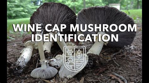 Wine Cap Mushroom Identification With Adam Haritan Learn Your Land