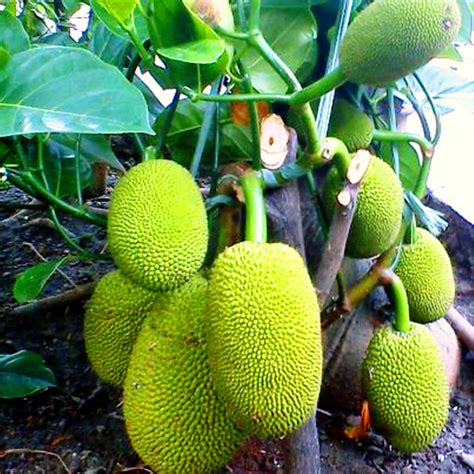 4,727 likes · 180 talking about this. smile: kisah nyata , PELUKLAH DAKU: Bibit buah pun cepat ...