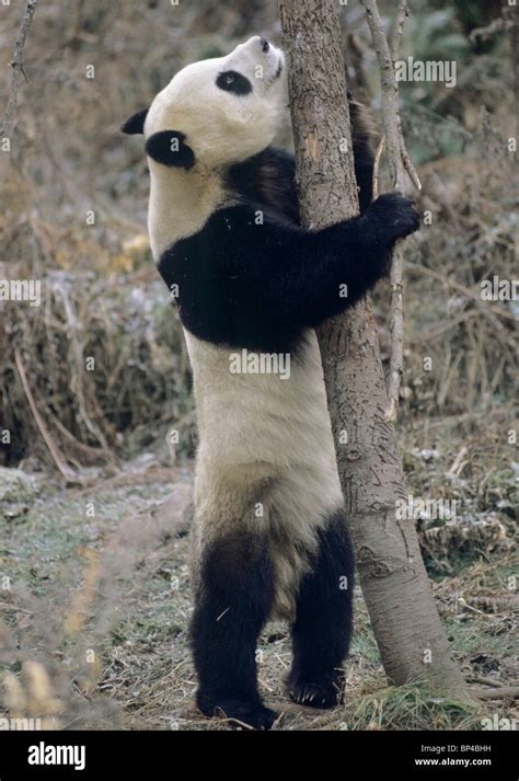 Giant Panda About To Climb Tree In Winter Wolong China January Stock
