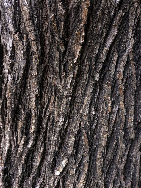 Hd Wallpaper Tree Cork Bark Layer Cork Oak Nature Natural
