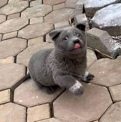 People Are Saying This Puppy Is A Hybrid Between A Cat And A Dog And It