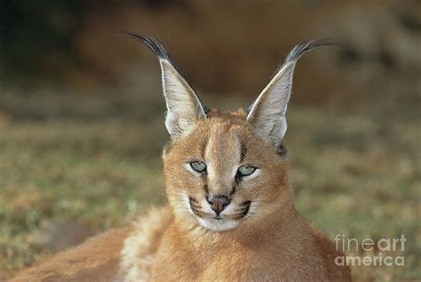 Caracal Photograph By Peter Chadwickscience Photo Library Pixels