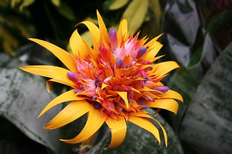My Amazing Things Blog Beautiful Flowers