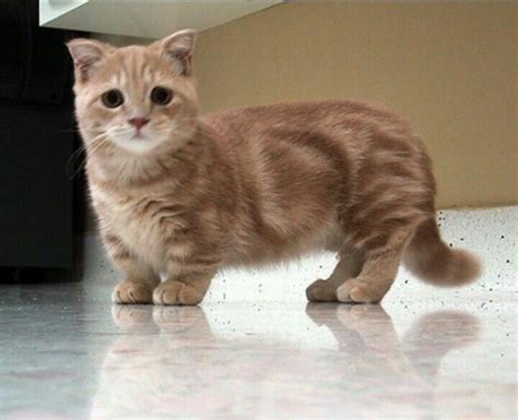 See more ideas about munchkin cat, cats, cats and kittens. The Munchkin Cat. stop too cute | cats | Pinterest