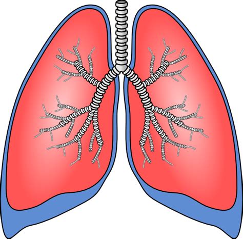 Lungs Clip Art At Vector Clip Art Online