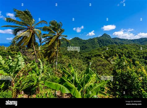 Tropical Rainforest On The Caribbean Island Of St Lucia It Is A