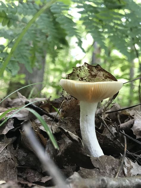 Pin On Mushrooms Of West Michigan