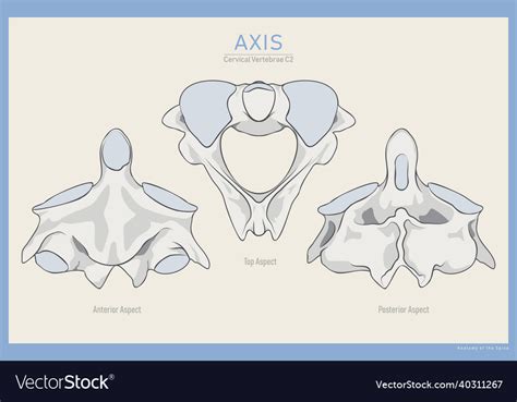 Anatomy Of The Second Cervical Vertebra Axis C2 Vector Image