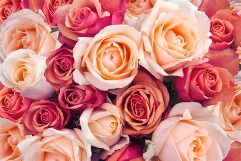 Fun Facts About Roses From Rose Colors To Rose History Rowe Organic