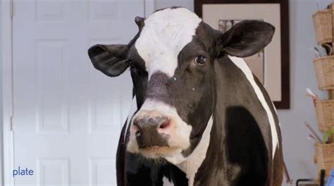 How Deutsch La Makes California Cows Talk In Milk Ad