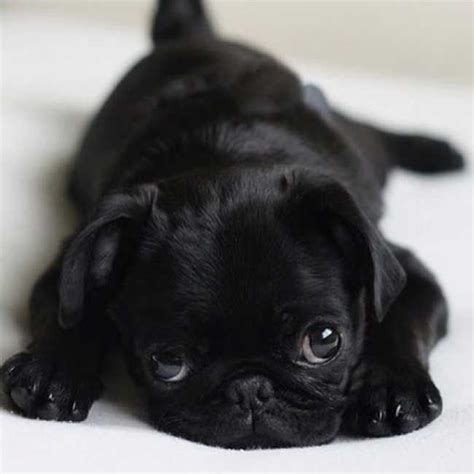 Cute Pug Pics Gallery Of Photos Of Pugs And Puppies
