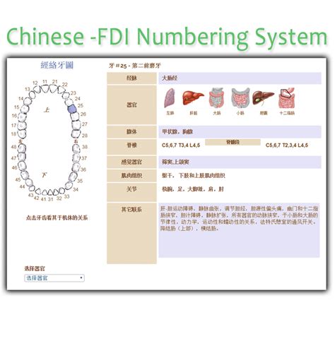 Fdi Tooth Numbering System Chart A Visual Reference Of Charts Chart Master