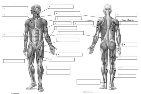 Muscle Man Label Diagram Quizlet