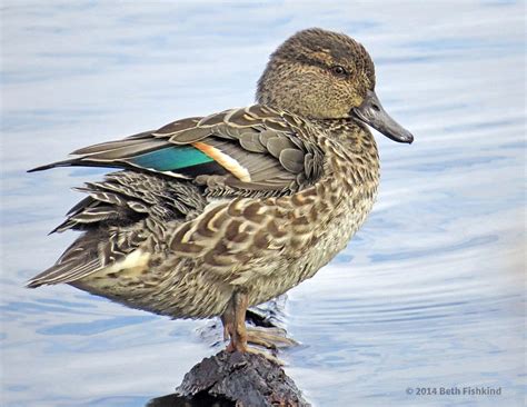 Green Winged Teal Anas Crecca Female Mill Pond Wantagh Flickr