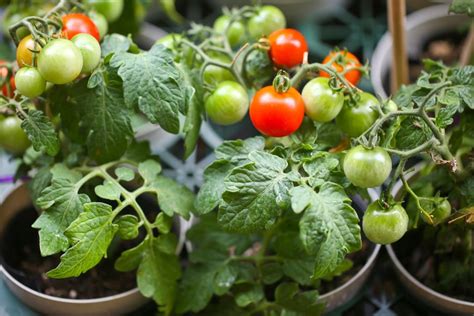 How To Grow Tomatoes In Containers Better Homes And Gardens