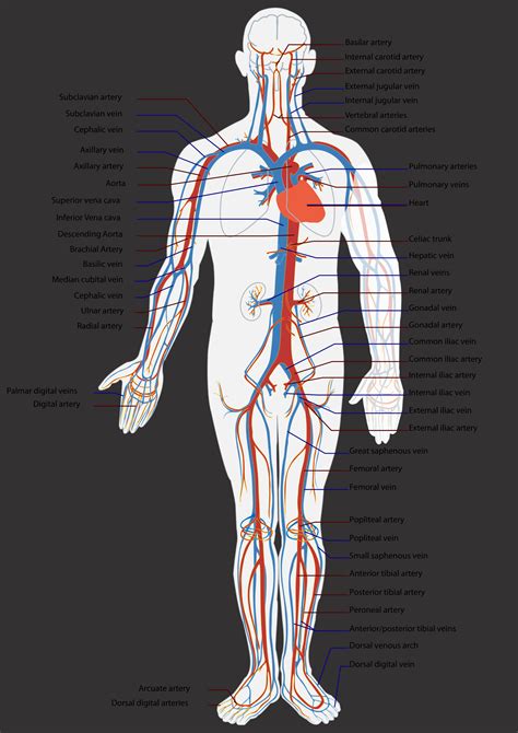 Artery Diagram Human