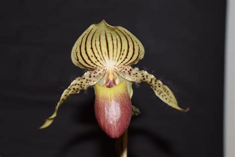 Paphiopedilum Zycleon Slippertalk Orchid Forum The Best Slipper